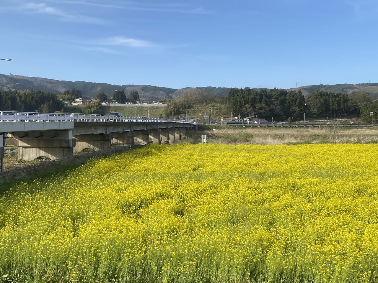 鳴子温泉、川渡温泉、菜の花、河川敷