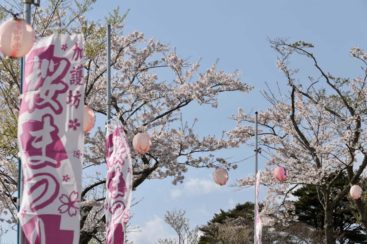 田尻、加御坊山、桜