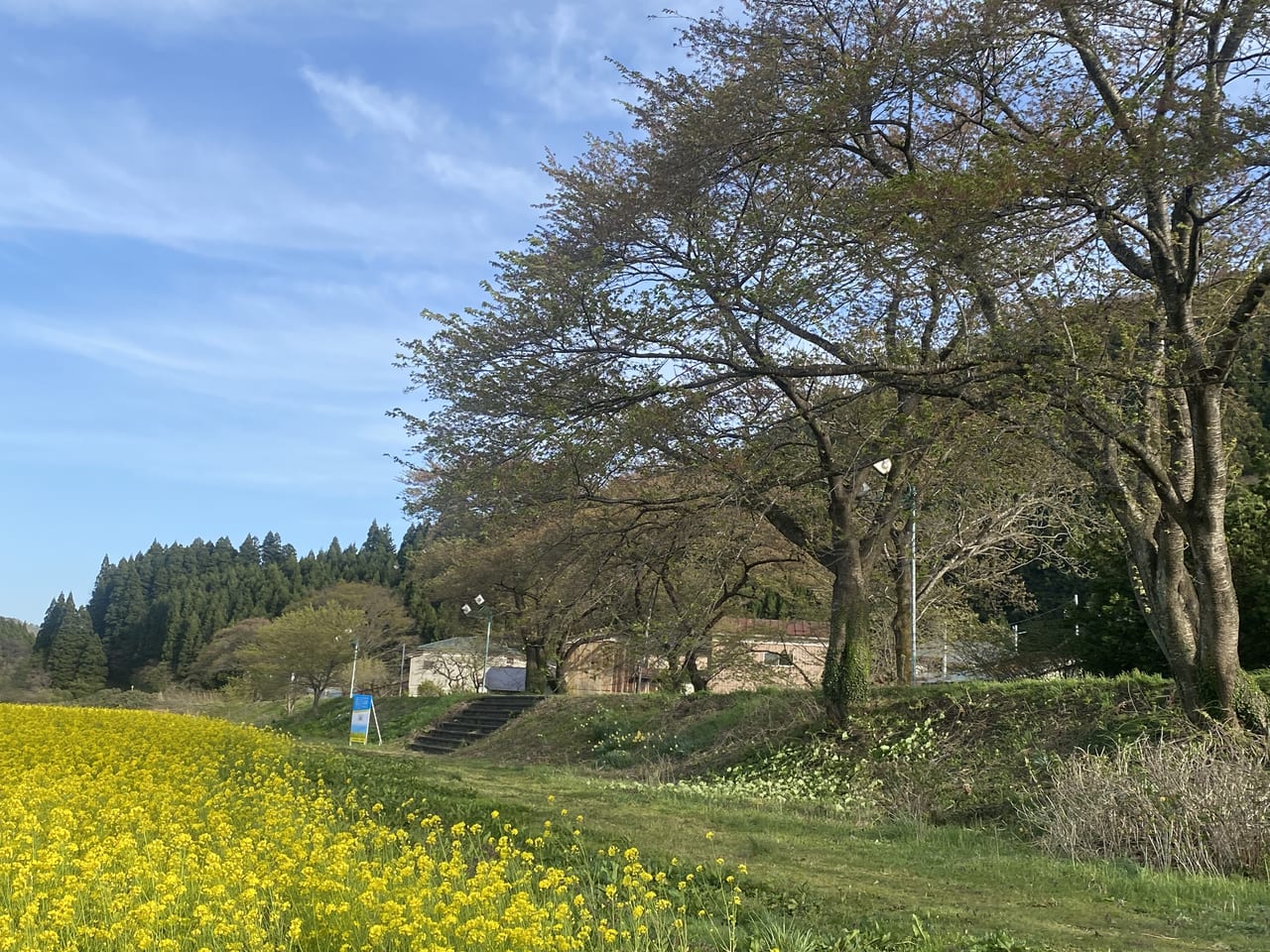 鳴子温泉、川渡温泉、菜の花、河川敷