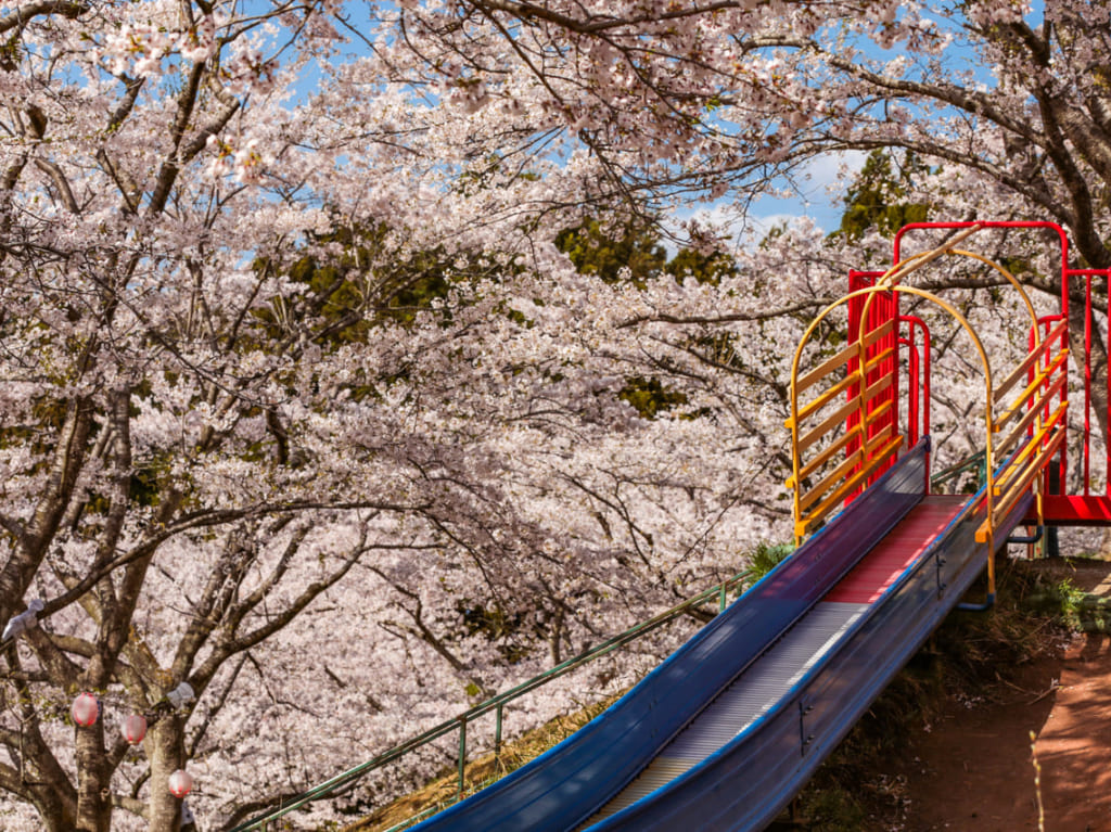 田尻、加御坊山、桜