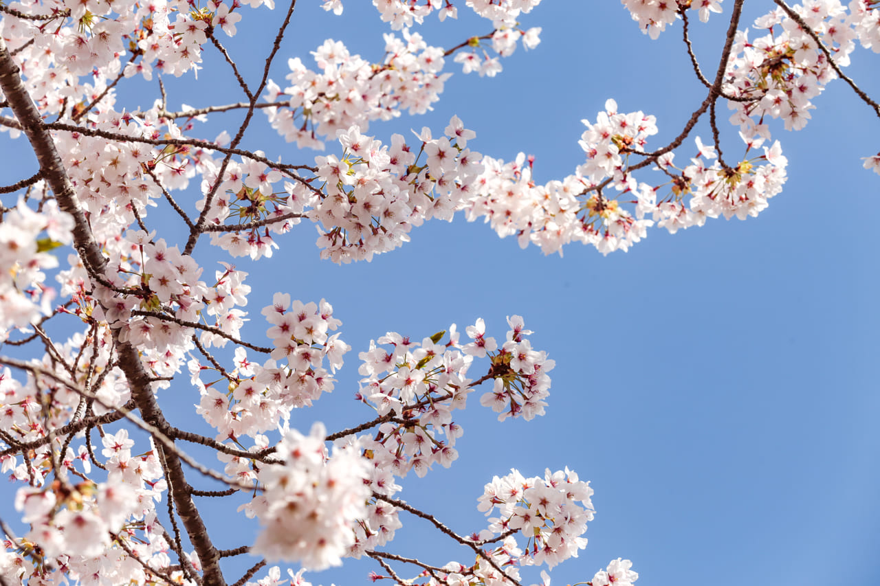 田尻、加御坊山、桜